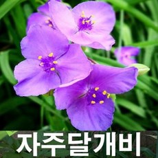 자주달개비 10립 노지월동