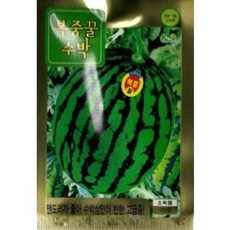 G 수박 복중꿀수박 씨앗 30립, 1개