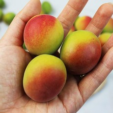 홍쌍리감로매-추천-상품