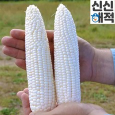 초당옥수수-추천-상품
