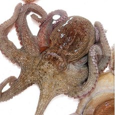 수산인 통영 돌문어800g(1~4미내외), 1개