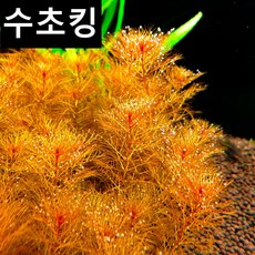 레드밀리오필름