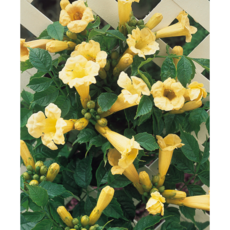 능소화 플라바[1포트], 1개