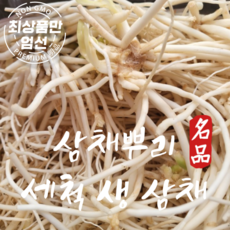 삼채 세척 생삼채 삼채나물 뿌리 1kg, 1개