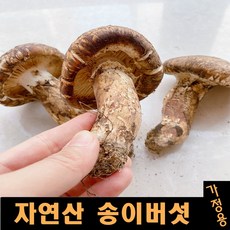 양양송이버섯