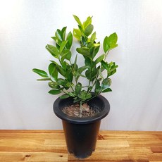 [무지개정원] 유주나무 60-80cm, 1개