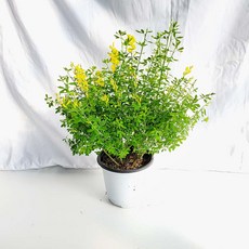 추천6미나리초무침