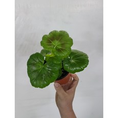 호라이즌제로던