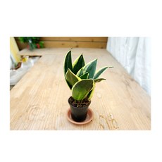 초록플랜트