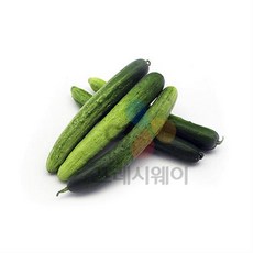 다다기오이