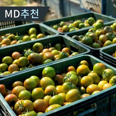 최상급 대저 짭짤이 토마토 2.5kg 특품 당도보장 농장직송, 1박스, 2.5kg M