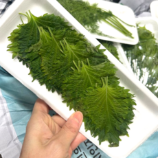국내산 신선하고 향이 진한 시소잎 가정용 업체용 일식데코 일본깻잎 2팩, 2개, 30g