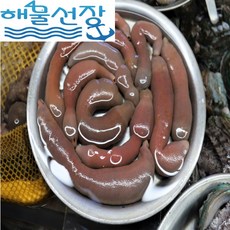 [해물선장] 쫀득쫀득 식감 좋은 신선한 활 개불 20마리, 20개