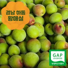 하동 황매실 - 청정지역 전남 하동 황매실 GAP인증