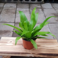 큰해오라비난초