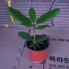 만병초꽃