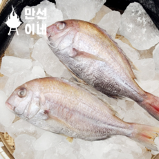 산지직송 손질 참돔 한마리
