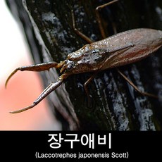 장구애비사육-장구애비키우기-수서곤충, 1개