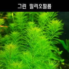 아쿠아리안타로
