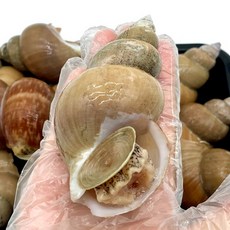 쫄깃하고 달짝찌근한 국내산 자연산 백고동 백골뱅이 특대 대 중소 사이즈, 중소 1kg, 1개