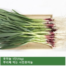 추천8풋마늘김치