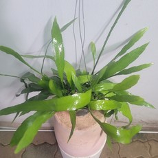 립살리스부사완