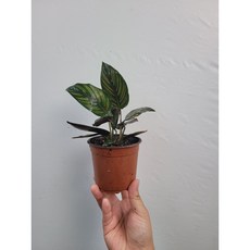 수입칼라데아 뷰티스타 칼라데아 손붐 15~25cm 49
