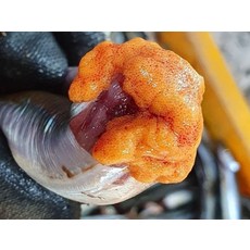 알이 톡톡 자연산 생물 알도루묵 1팩 도루묵 도루묵구이