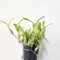 이파네마클래스모던 제한된 시간, 무한한 가치 인기 상품 추천 제품 2024