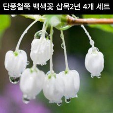단풍철쭉 백색꽃 삽목2년 4개 포트 세트 꽃나무 조경수 관상수 묘목