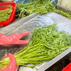 청도 한재 미나리 1kg 한재골 밭미나리, 청도 한재미나리 - 1kg, 1개
