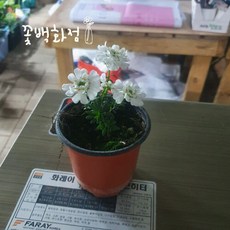 이메리스