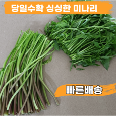 [품질보장 미나리맛집] 당일수확 미나리 부드러운미나리, 2개, 1kg