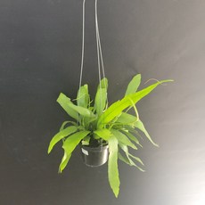 립살리스부사완