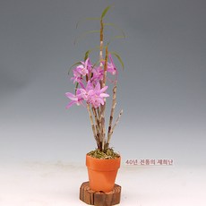 만다리나덕블리스