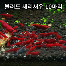 블러드메리 체리 새우 블러드 애완용 새...