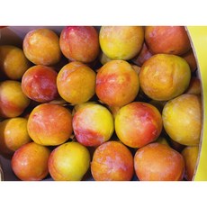 당도선별 도담 후무사 추희 자두 2kg 5kg (의성 김천), 추희 5kg, 1개