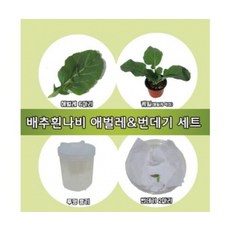 배추흰나비