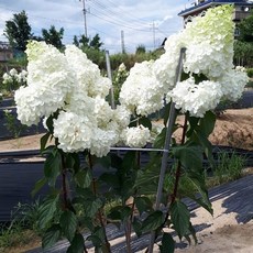나무수국 목수국 10센치 포트묘 2주 리뷰후기