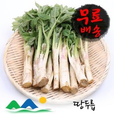 땅두릅 2kg 신선농장