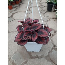 이케아렉스베고니아