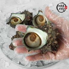 미각기행 통영 뿔소라 2kg(10-18미), 1개