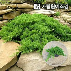 상록수