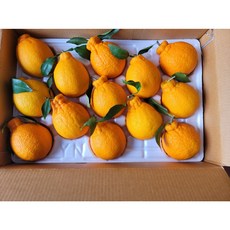 선물용 제주직배송 특수기간판매, 가정용택배, 한라봉, 5kg 특대(12-14과), 1개