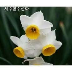 추천7수선화