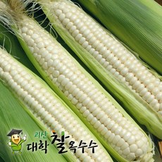 [산지직송] 괴산 대학 찰 옥수수