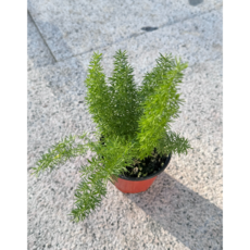 미니정글 예쁜 공기정화식물 아스파라거스 메이리!, 식물만, 1개