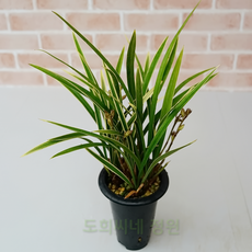 충북하늘위에피어난녹두꽃