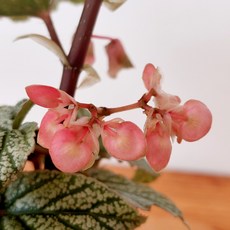 추천2 베고니아키우기