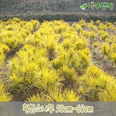 소나무가격 TOP01
